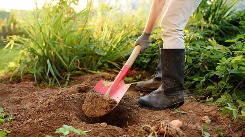 Pessoa cavando a terra com uma pá de jardinagem