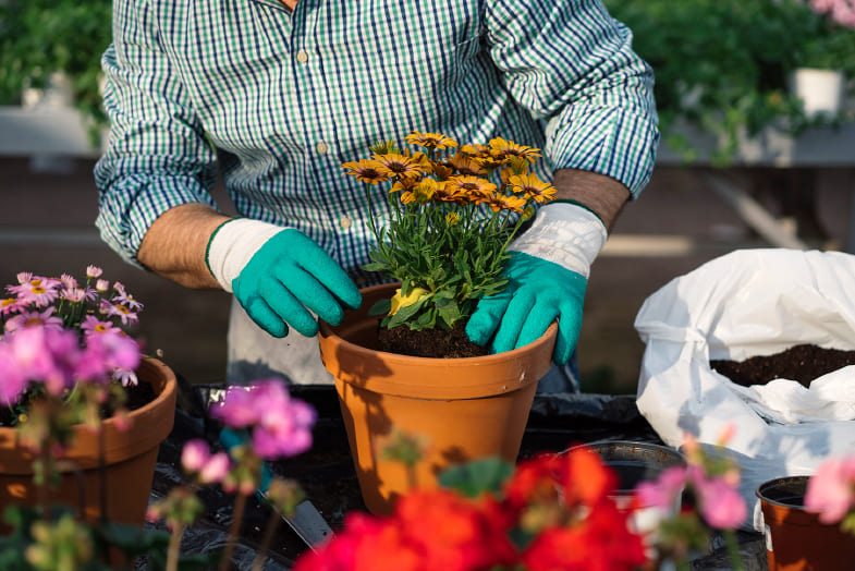 Homem mexendo em um vaso de flores, usando luvas para jardinagem
